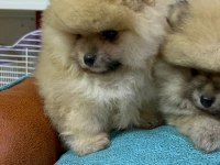 Safkan ırk garantili pomeranian boo