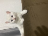 Erkek güzeli british shorthair yavrumuz