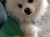 10 Aylık Erkek 2 Buçuk Kg Pomeranian