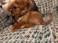 YAVRUMUZA YUVA ARIYORUZ - MALTİPOO