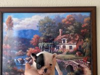 Safkan French Bulldog Yavrum 45 Günlük