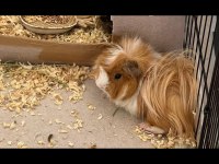 2 yaşında erkek sağlıklı guinea pig