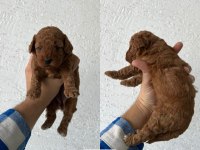 Ev ortamında büyüyen yavrular ırk ve sağlık garantili poodle
