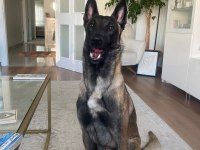 Malinois köpekleri sahiplendirme