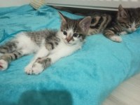 45 günlük tekir erkek kedi