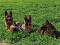 Az insan bol huzur 1 köpek çok keyif alman kurdu