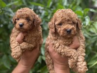 Toy poodle bebekler