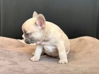 ÜST DÜZEY DİŞİ ERKEK FRENCH BULLDOG