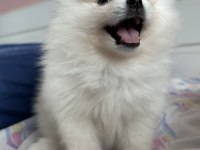Dişi Pomeranian boo 2 aylık