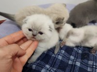 Enfes Güzellikte British Shorthair Yavrular