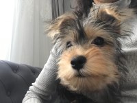 Eğitimli yorkshire terrier