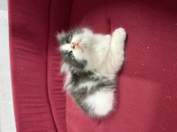 British Longhair Bicolor Sevimli Yavrular