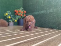 Toy Poodle Köpekler Referans Yavrular