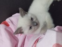 2 aylık 2 adet dişi ve 1 adet erkek kediler