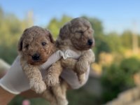 Rezerveye açık 1 aylık toy poodle yavrularımız