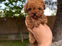 Sağlık ve ırk garantili toy poodle yavrularımız 