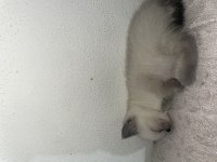 Scottish fold 2 aylık yavru