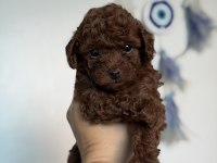 Teacup poodle