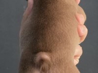 ROJO AND TAN FLUFFY CARRİER FRENCH BULLDOG ERKEK YAVRUMUZ
