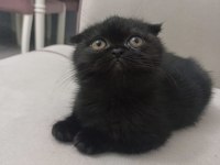 Siyah harika erkek yavru çok uygun puana scottish fold
