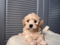 Bebek surat Maltipoo yavrularım
