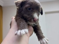 ÇOK UYGUN BİR HAFTALIK DOBERMAN GELEN ALIR YER İSTANBUL