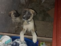 Her ile kangal gönderim vardır