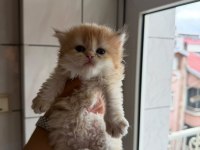 Teslime hazır bebek kedilerimiz