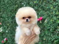 SAĞLIK VE IRK GARANTİLİ POMERANİAN KÖPEKLER