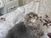 Sahiplendirme scottish fold kedimiz