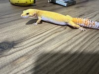 11 aylık dişi leopard gecko Tramper Sunglow
