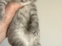 PRENSES VE PRENS KEDİLERİM
