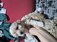 45 günlük 2 erkek maltipoo