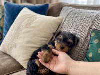 Teacup yorkshire terrier bebeklerimiz