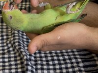 2 AYLIK BEBEK PAKİSTAN EVCİL