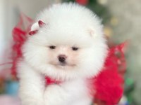 Pomeranian boo orijinal teacup 2.5 aylık parazitler tam