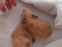 Peruvan ginepig yavrularımız