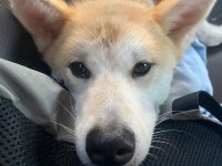 Akita sahiplendime lütfen Whats App üzerinden ulaşın