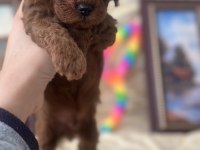 SAFKAN KORE POODLE YAVRULAR