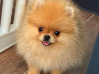 POMERANİAN BOO VE SPITZ IKI SECENEKTE MEVCUT