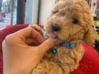 Apricot poodle yavrum