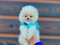 Ayı surat pomeranian yavrularımız