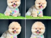 Mükemmel Anatomide Teddy Bear Pomeranian Boo Bebeklerimiz