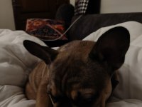 Daha 3 aylık çok tatlı çok sevimli ve uysal french bulldog