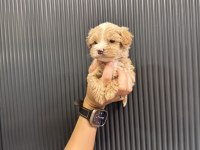 Evde büyüyen tuvalet eğitimli maltipoo yavrular