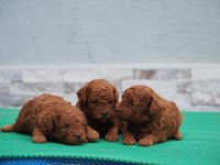 Rezerveye uygun Toy Poodle