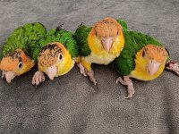 MÜKEMMEL KAYIKO BEBEKLER