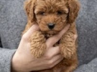 Toy Poodle Orijinal Köpekler