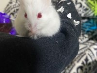 Gonzales Hamster