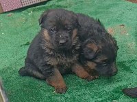 Alman çoban köpeğimiz